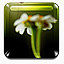 photos icon