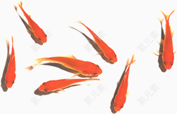 卡通手绘中国风鲤鱼