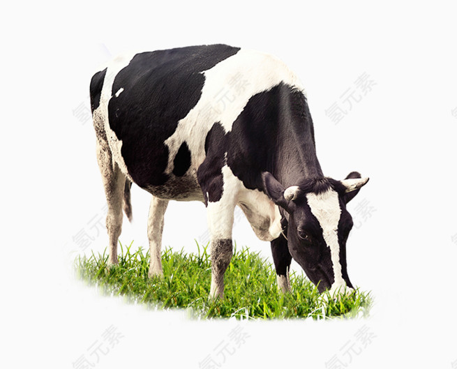 吃草的奶牛