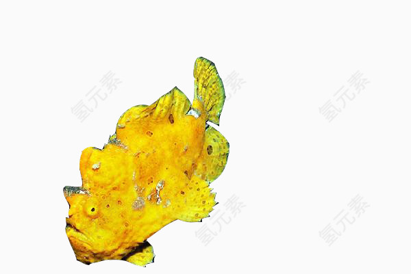 黄色怪异的鱼素材图片