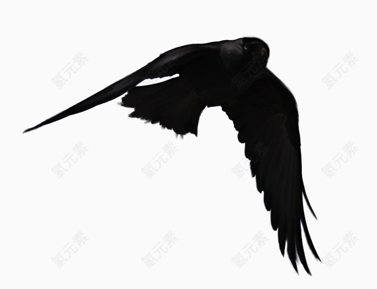 黑色羽毛鸟类装饰
