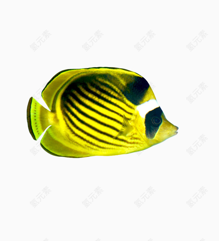 黄色的发光的鱼