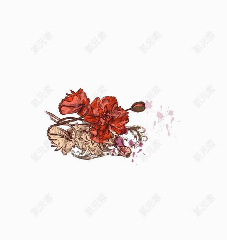 插画古典 花朵  罂粟