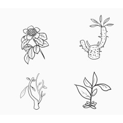 植物简笔画