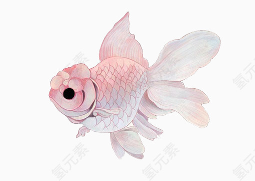 水彩画金鱼