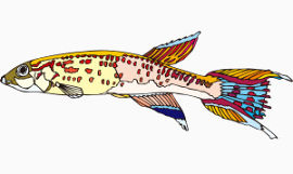 卡通热带鱼斑点小鱼