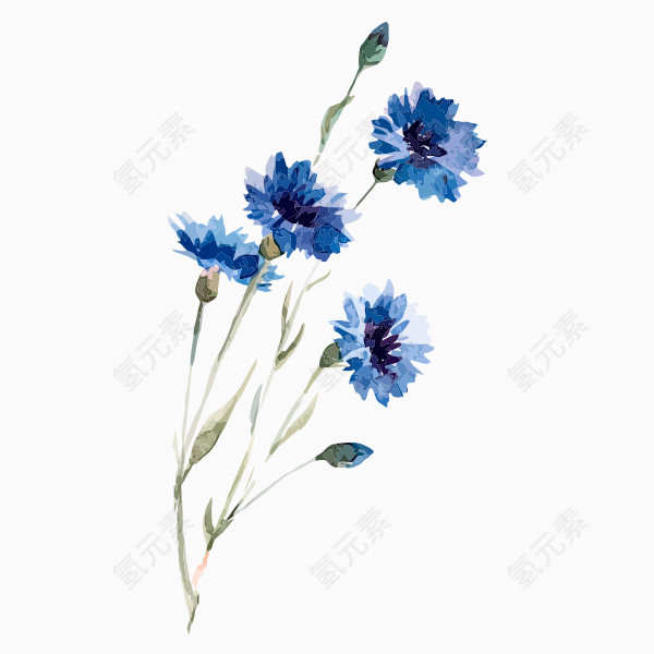 水彩蓝色花朵图片