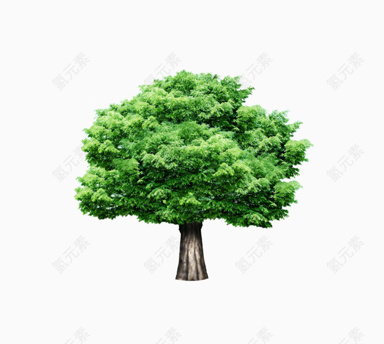 枝繁叶茂的绿树