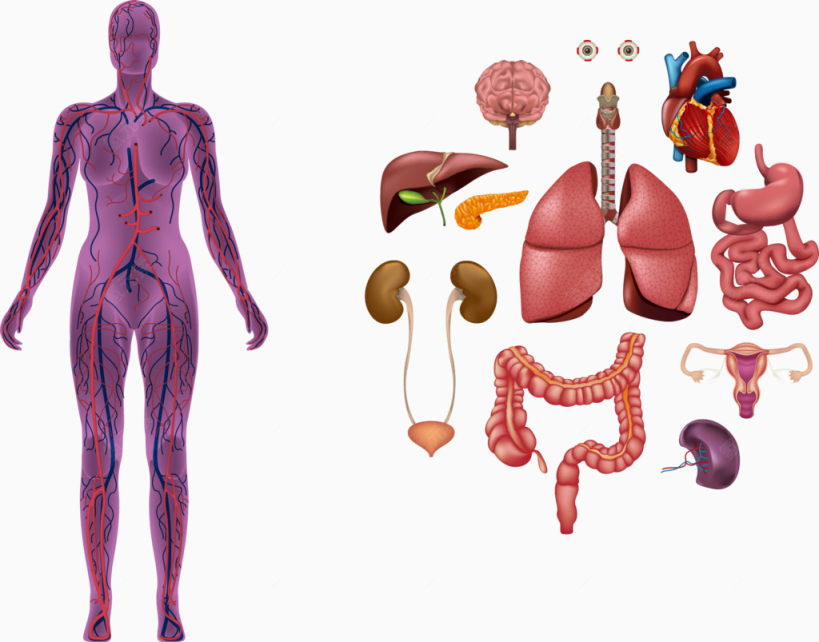 矢量人体内脏解剖下载