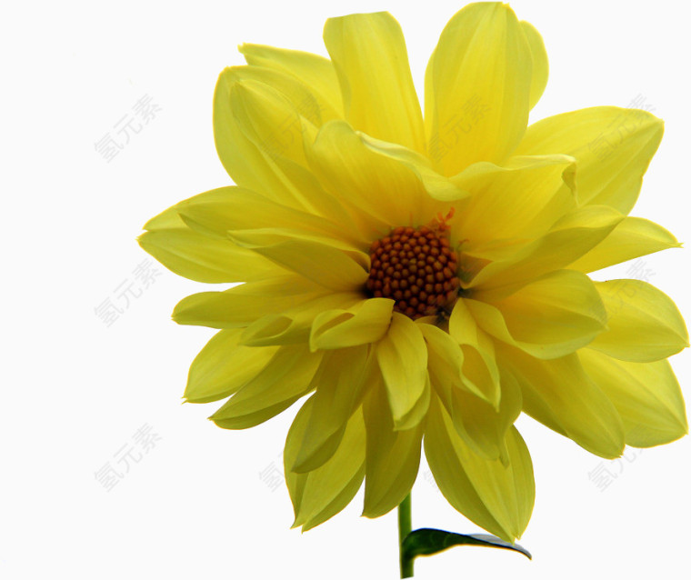黄色美丽花朵