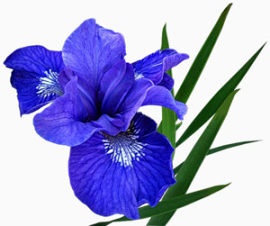 蓝色花朵图案