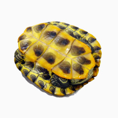 黄金巴西龟