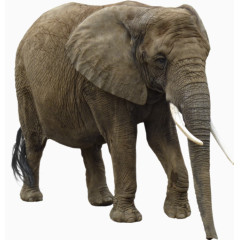 大象  动物