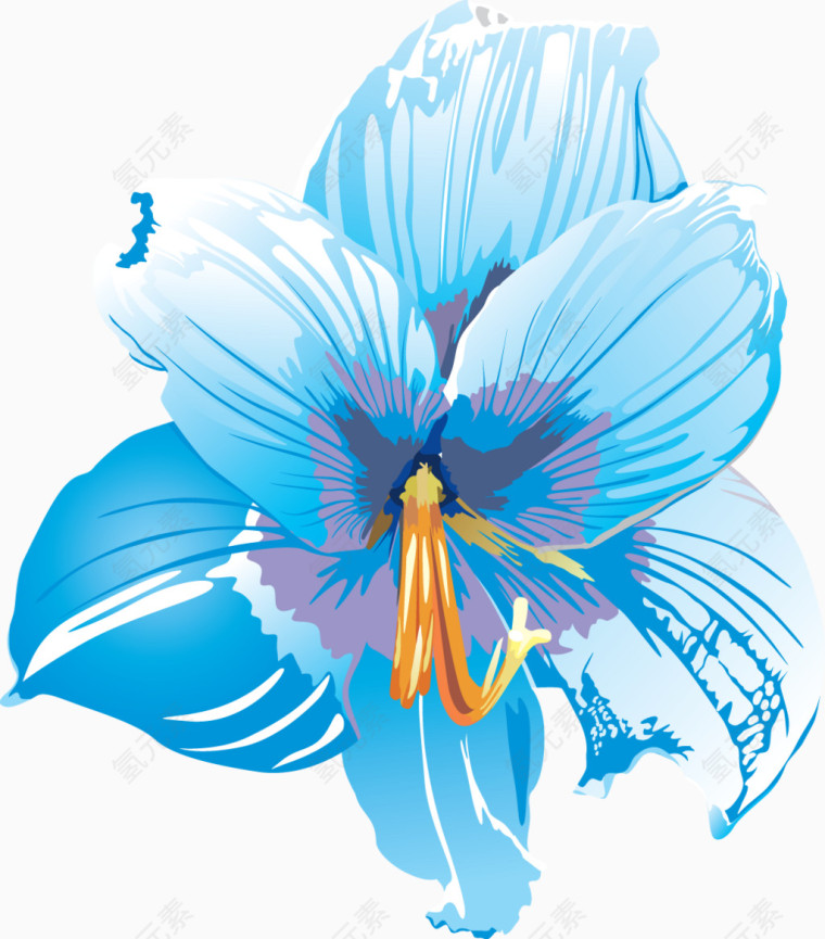 蓝色水仙花