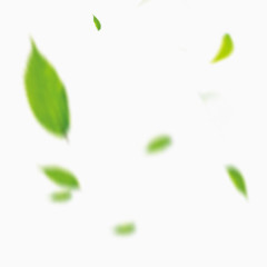 绿色树叶漂浮元素