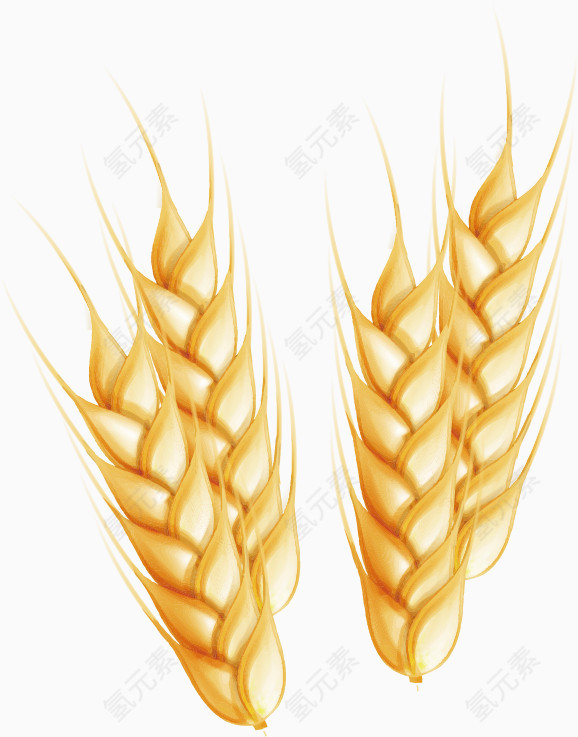 麦子麦穗矢量图