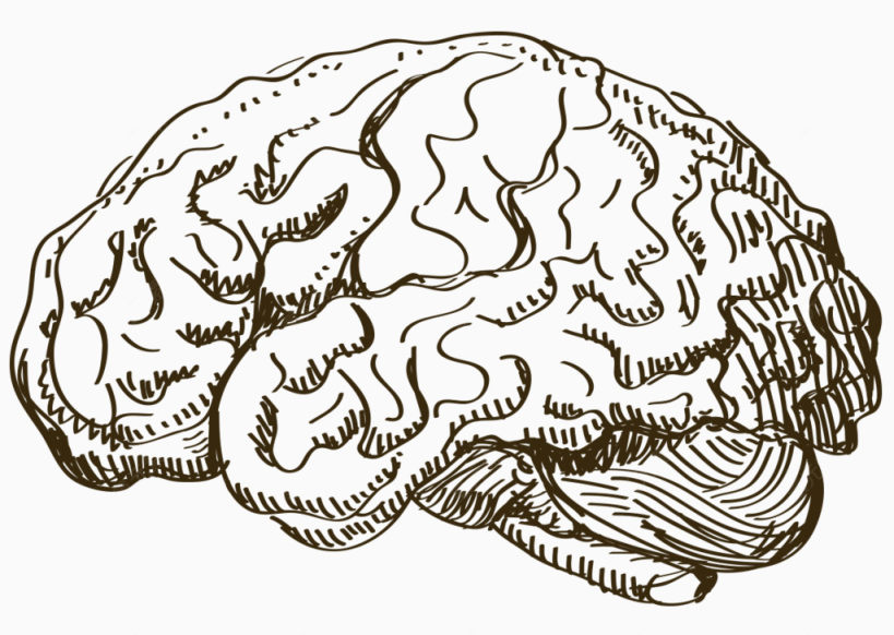 人体大脑手绘线稿下载