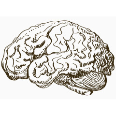 人体大脑手绘线稿