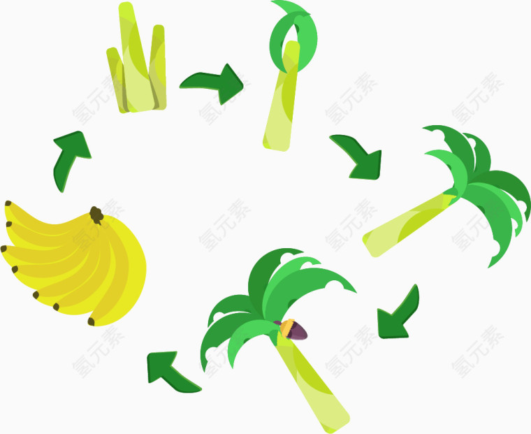 矢量图种植香蕉
