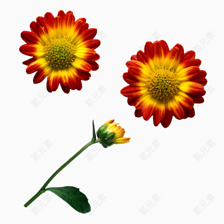 美丽的鲜花PNG透明图片