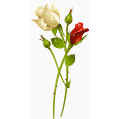 红白玫瑰花