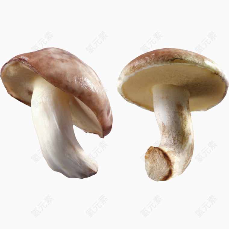 两个新鲜小蘑菇