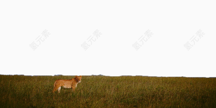 草原上的豹子