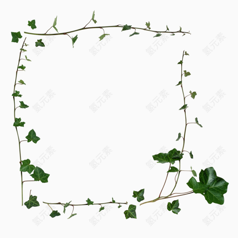 植物叶子相框图片