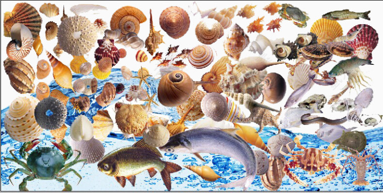 海底的贝壳海螺鱼类