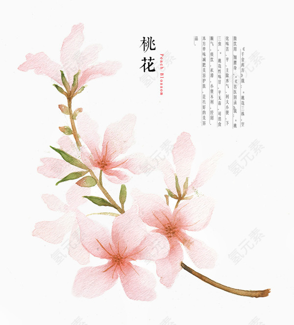 手绘桃花