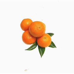橘黄色的柑子果