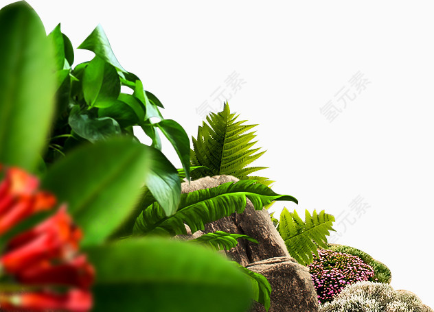 热带植物素材