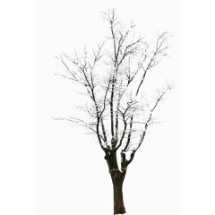 高清摄影创意合成冬天的树木