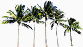 椰子树1