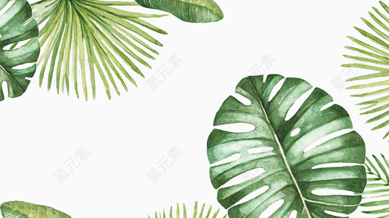 绿叶 植物 PNG