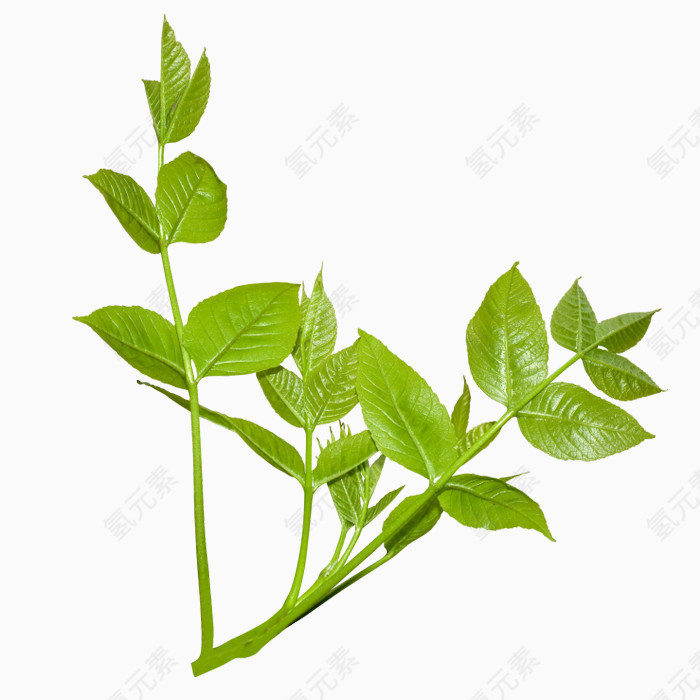 绿色叶子植物儿PNG免抠图素材
