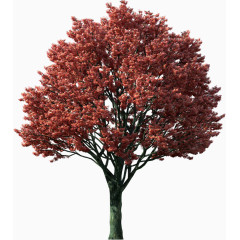 红色树