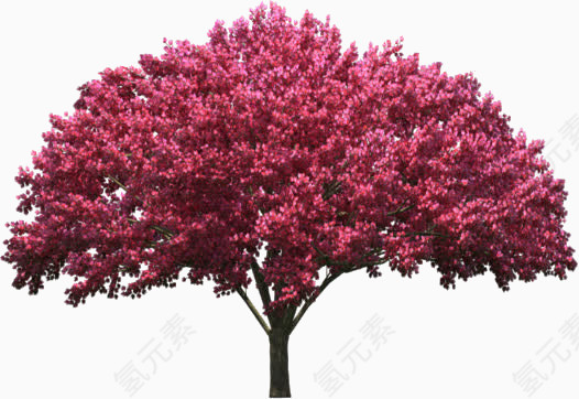 紫色树