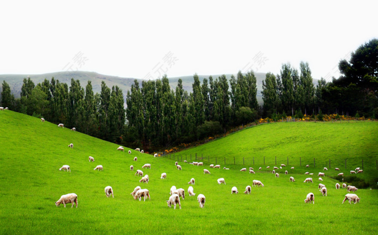 广袤大草原上的羊群