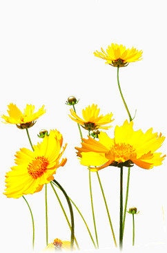 黄色的鲜花