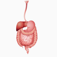 红色人体内脏器官图