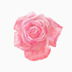 手绘一朵粉色玫瑰