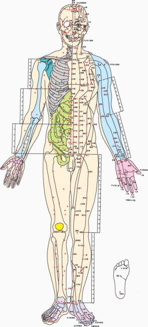 穴位图下载