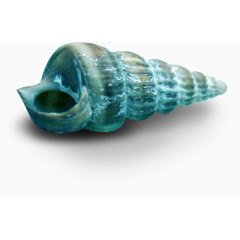 蓝色海螺