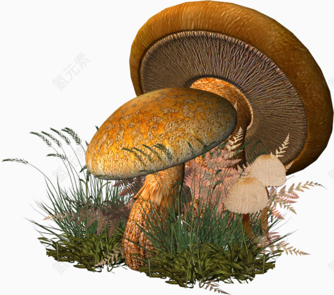 蘑菇 植物