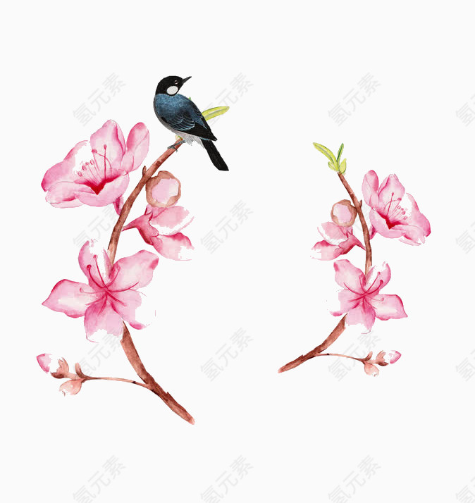 手绘水彩桃花树枝上的喜鹊