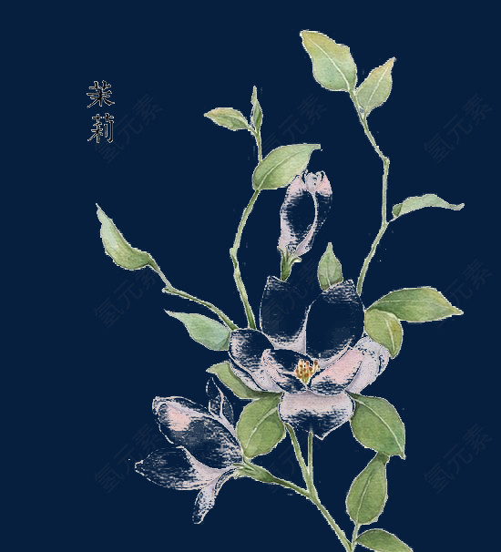 手绘茉莉花