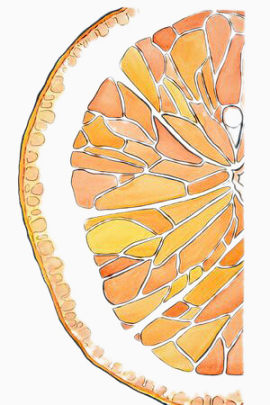 柠檬片剖面图