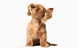 小狗戴耳机听歌
