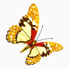 艳黄色蝴蝶